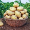 Potatoes – Straight from the Soil! 🥔🌾
